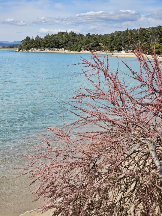  KalogriabeachSithonia 